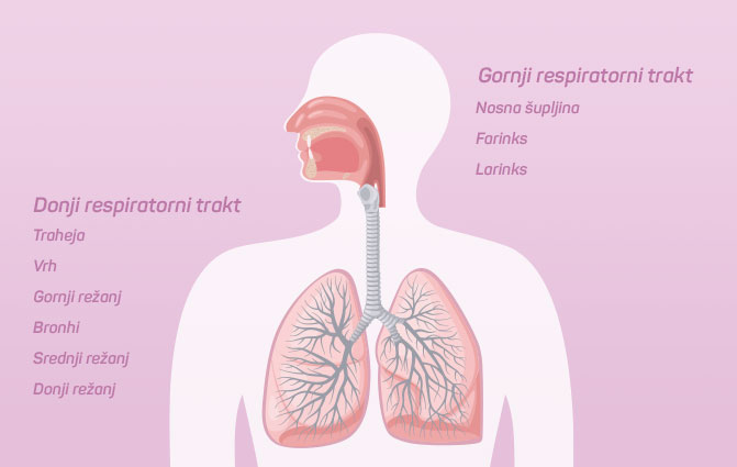 Gornji i donji respiratorni trakt	